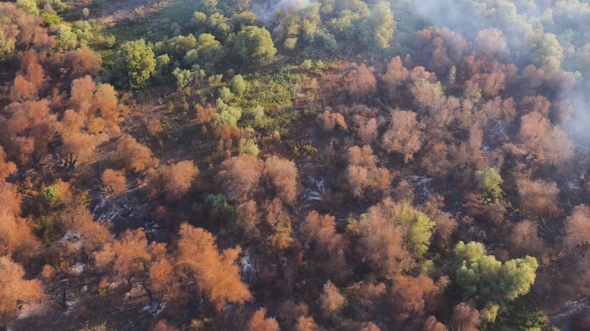 TULCEA: Incendiu de vegetație și fond forestier, în localitatea Chilia Veche. A intervenit elicopterul Black Hawk