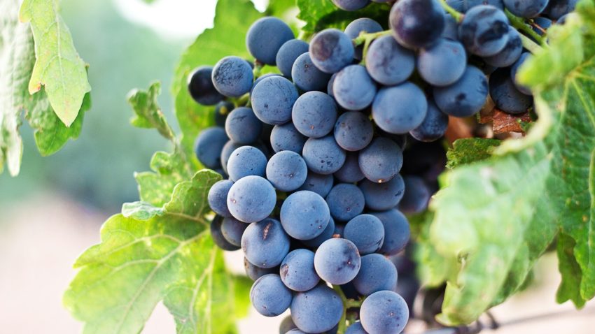 MURFATLAR: Capriciile vremii din acest an au pus la încercare și plantațiile viticole