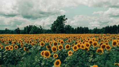 AUDIO | Care este prognoza pentru culturile de porumb și floarea-soarelui din Dobrogea