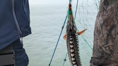 SULINA: Sturioni braconați în zona de pescuit comercial din Marea Neagră