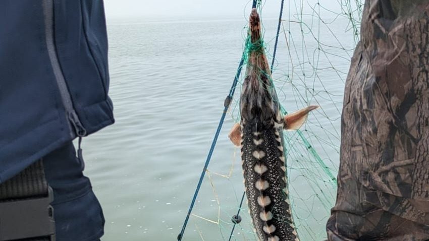 SULINA: Sturioni braconați în zona de pescuit comercial din Marea Neagră
