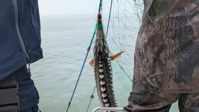 SULINA: Sturioni, delfini și o rândunică de mare capturați de braconieri, eliberați în mediul natural