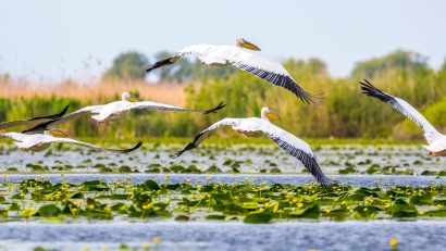 1 septembrie – Ziua Rezervației Biosferei Delta Dunării