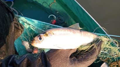 Expediție științifică pe Dunăre: Scrumbii puține și prezență mare a crabului albastru