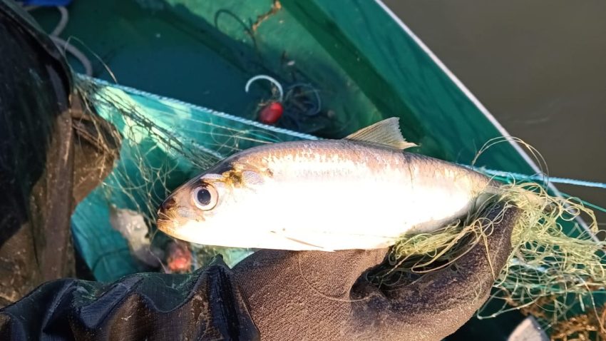 Expediție științifică pe Dunăre: Scrumbii puține și prezență mare a crabului albastru