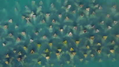 AUDIO | În Marea Neagră au fost create recife artificiale și pajiști de iarbă de mare