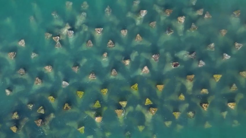 AUDIO | În Marea Neagră au fost create recife artificiale și pajiști de iarbă de mare
