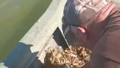 TULCEA: Acțiuni antibraconaj în Complexul Razim – Sinoe. 250 kilograme de raci capturați în capcane au fost eliberați