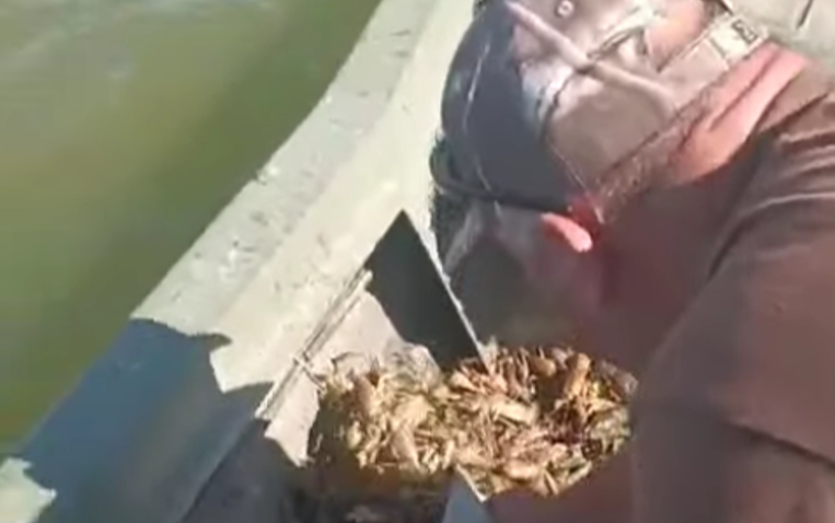 TULCEA: Acțiuni antibraconaj în Complexul Razim – Sinoe. 250 kilograme de raci capturați în capcane au fost eliberați