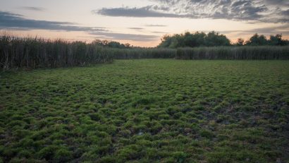 Delta Dunării, sub asediul secetei prelungite. Biodiversitatea și comunitățile, afectate de lipsa apei