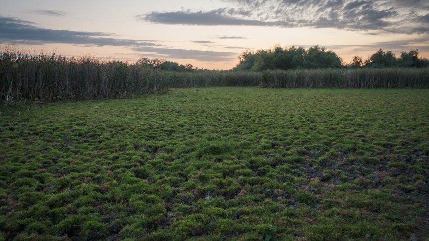 Delta Dunării, sub asediul secetei prelungite. Biodiversitatea și comunitățile, afectate de lipsa apei