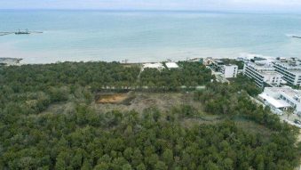 AUDIO | 60 de hectare din Pădurea Comorova au fost trecute din domeniul privat în cel public al oraşului Mangalia
