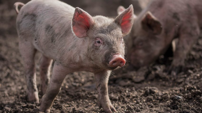 TULCEA: A scăzut de peste două ori numărul testelor trichineloscopice