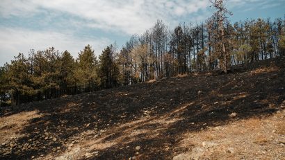 TULCEA: Aproape 300 de incendii de vegetație, stinse de pompierii militari de la începutul anului