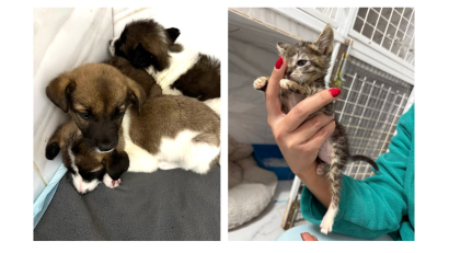 TULCEA: Amenzi de 24.000 de lei pentru abandonul animalelor de companie