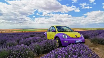 Lavanda oferă o alternativă profitabilă și ecologică față de culturile tradiționale