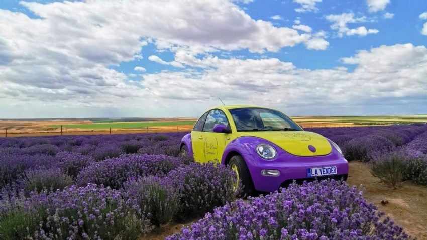 Lavanda oferă o alternativă profitabilă și ecologică față de culturile tradiționale