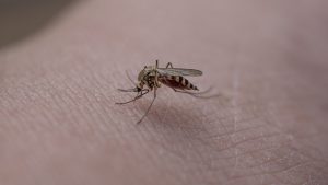 95 de cazuri de infecție cu virusul West Nile și 5 decese, de la începutul sezonului