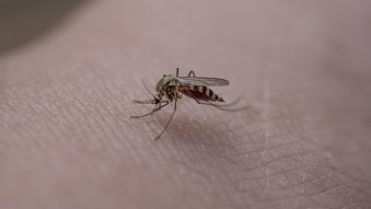 95 de cazuri de infecție cu virusul West Nile și 5 decese, de la începutul sezonului