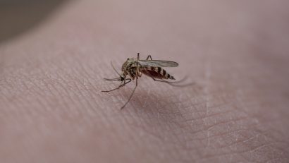 INSP: 43 de infecții cu virusul West Nile și un deces
