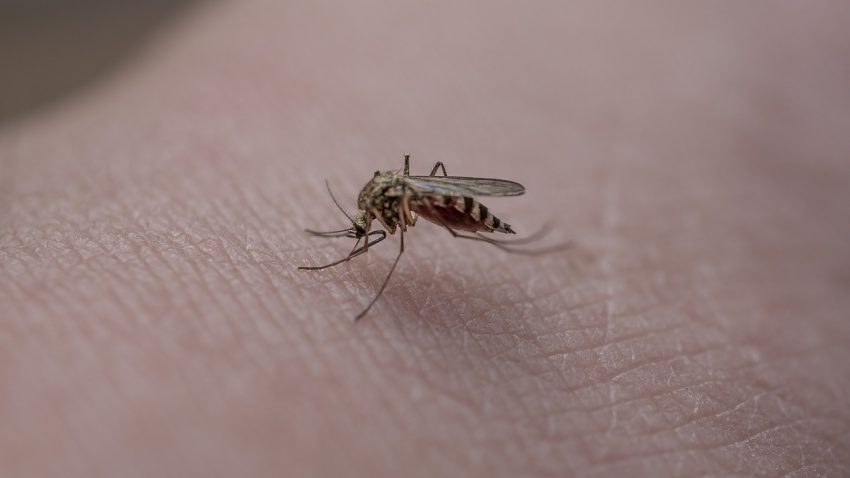 INSP: 43 de infecții cu virusul West Nile și un deces