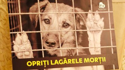 Respect pentru animale: Proiect legislativ pentru gestionarea câinilor fără stapân prin sterilizare, nu prin eutanasiere