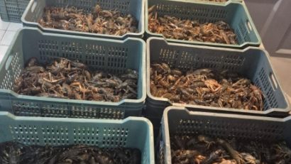 TULCEA: Sute de kilograme de raci și pește, confiscate de polițiști în Deltă