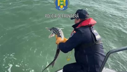 TULCEA: Sute de metri de plase de pescuit recuperate din Marea Neagră, un sturion și un delfin, eliberați de polițiștii de frontieră