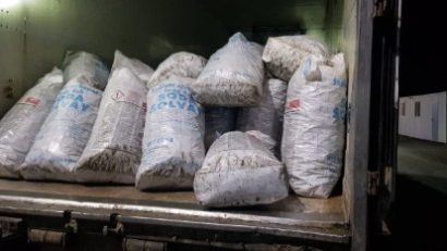 Aproape 800 kg de rapane recoltate ilegal din Marea Neagră, confiscate în vama Negru Vodă