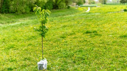 Solul, resursele de apă și condițiile climatice influențează decisiv succesul unei plantații