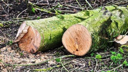 Tăierile ilegale de arbori din orașe ar putea deveni infracțiuni (proiect)