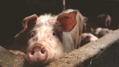 NĂVODARI: Focar de pestă porcină africană, într-o exploatație non-comercială