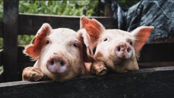 Sprijin financiar de peste 2,1 milioane lei pentru crescătorii de animale