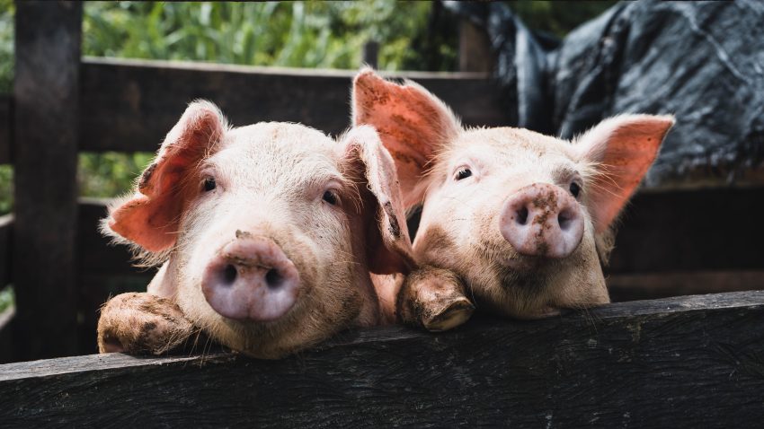 Sprijin financiar de peste 2,1 milioane lei pentru crescătorii de animale