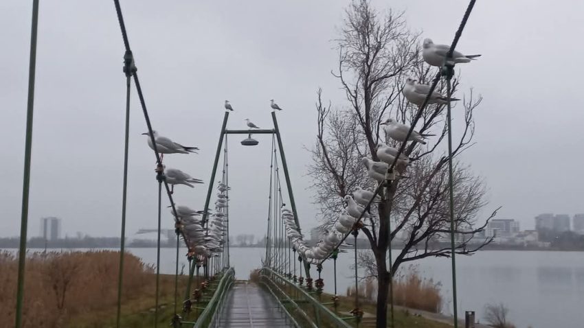 Vreme închisă, cu ploaie și ceață, în Dobrogea și pe litoral