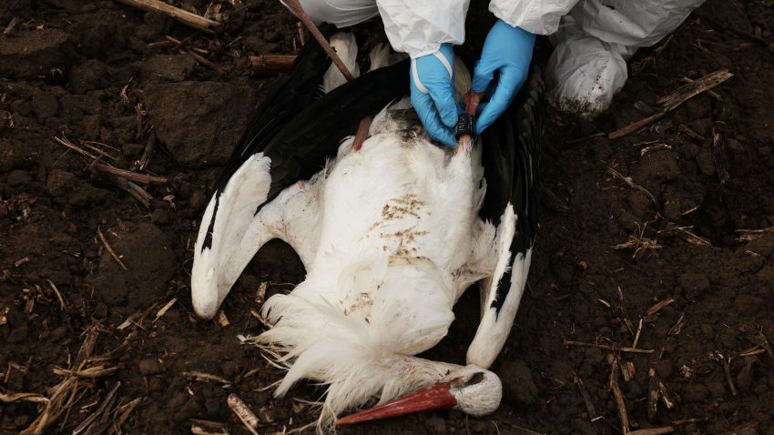 SPANIA: Sute de berze moarte în regiunea Madridului, pe fondul creşterii numărului de focare de gripă aviară