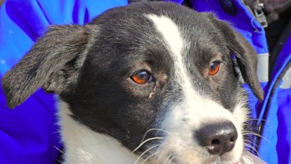 Lucky, unul dintre câinii de la Adăpostul Public de Animale Abandonate Constanța, așteaptă o minune de sărbători: o familie