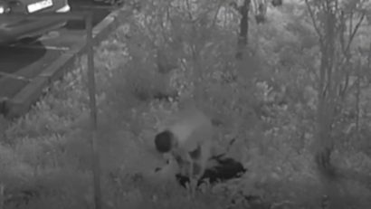 Bărbatul din Năvodari, cercetat penal pentru că a bătut un câine, reținut de polițiști pentru 24 de ore