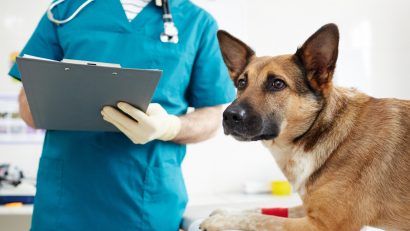 Ce drepturi și obligații au deținătorii de animale de companie
