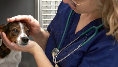 CONSTANȚA: Continuă campania „Adoptă un cățel”