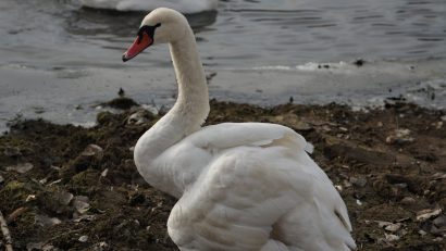 TULCEA: Lebăda rănită, salvată de pe un lac de lângă Măcin, nu a supraviețuit