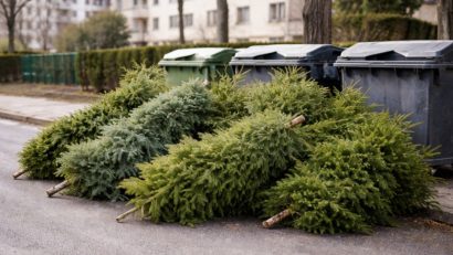 TULCEA: Informații privind colectarea brazilor de Crăciun