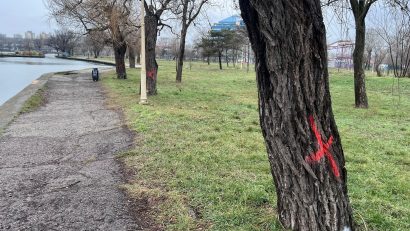 CONSTANȚA: Sălciile de pe malul lacului Tăbăcărie sunt îndepărtate. Explicațiile Primăriei