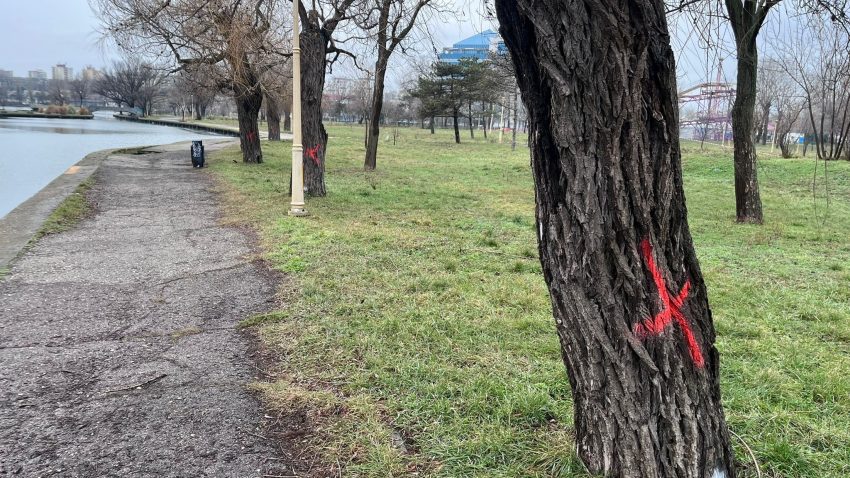 AUDIO | Primăria Constanța taie mai multe sălcii pentru reabilitarea malurilor lacului Tăbăcăriei