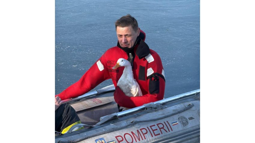 FOTO / VIDEO: O rață prinsă în gheață pe lacul Ciuperca, salvată de pompierii tulceni