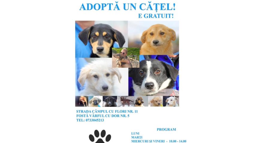 CONSTANȚA: Campania “Adoptă un cățel” continuă și în 2026