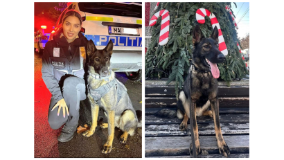 Tessa, câinele polițist, în misiune alături de oamenii legii din Medgidia