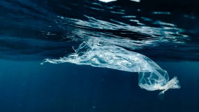 Biologii și ecologiștii trag un semnal de alarmă după ce au descoperit exemplare de șprot, rapană și midii contaminate cu microplastic