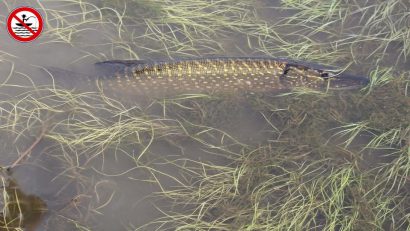 TULCEA: Atenție, pescari! Începe prohibiția la știucă