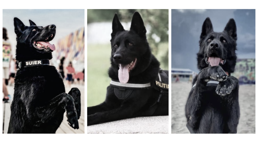 Șuier, cel mai iubit câine polițist din România, ar fi împlinit astăzi 10 ani